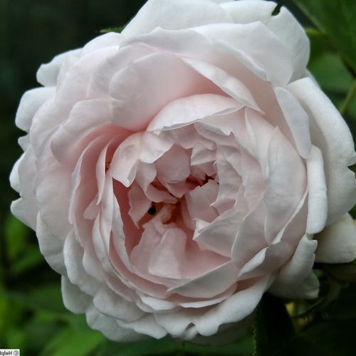Ännchen von Tharau Rosier aux fleurs anglaises - rosier à haute tige